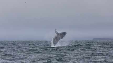 Naklejka premium humpback whale