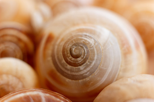 Spiral snail shells. Gastropod shells. Macro, closeup. 