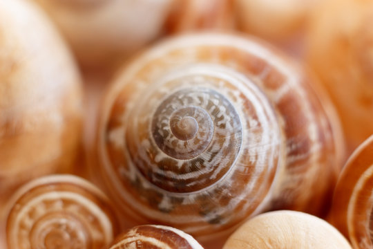 Spiral snail shells. Gastropod shells. Macro, closeup. 