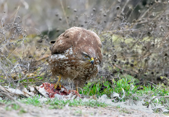 Common buzzard sits on the ground and eat a gull