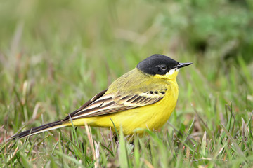 Close up portrait black headed wagtail on the grass