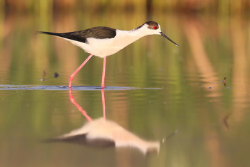 Black winged stilt with water reflection in soft morning light