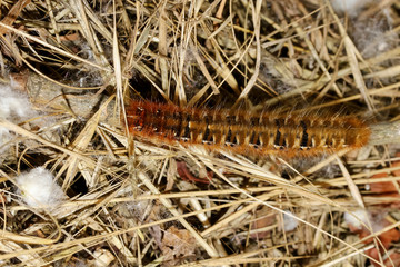 Braune Schmetterlingsraupe mit langen Haarbüscheln