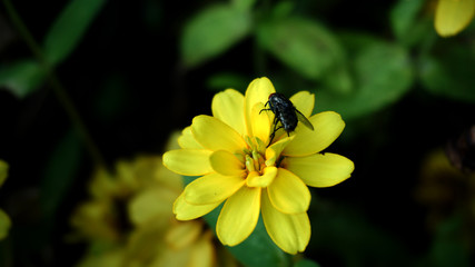 yellow flower From the natural garden