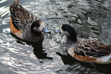Chiloe wigeon (Mareca sibilatrix)