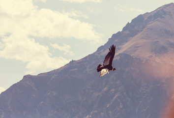 Condor