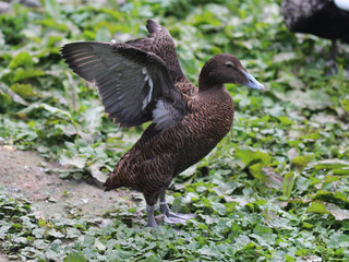 Eider duck