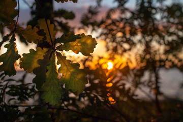 oak leaves