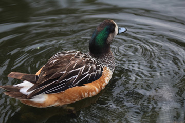 Chiloe wigeon (Mareca sibilatrix)