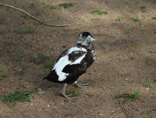Eider duck