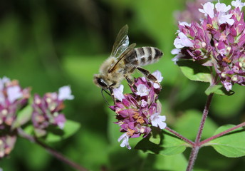 Seidenbiene auf einer Blüte des wilden Majorans