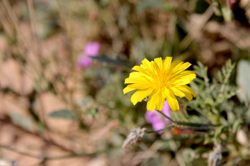 Dandelion