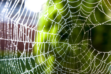 Wet insect trap