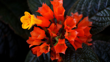 Orange flowers from the natural garden
