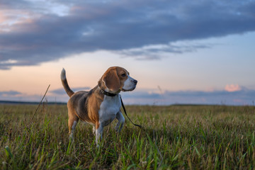 Naklejka na ściany i meble Beagle dog on walk in autumn at sunset