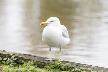 Seagull