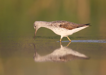 The common greenshank (Tringa nebularia) in soft morning light with water reflection