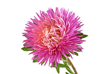 Obraz premium Close-up of pink aster isolated on a white background