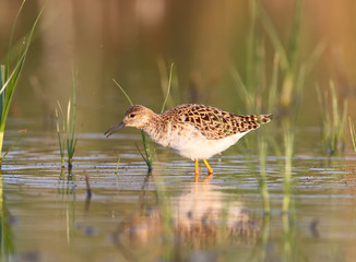 The ruff (Calidris pugnax) surrounded by aquatic plants in soft morning light