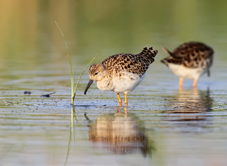 The ruff (Calidris pugnax) surrounded by aquatic plants in soft morning light