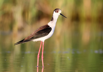 Fototapeta premium Black winged stilt with water reflection in soft morning light