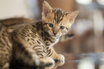 Bengal kitten