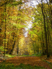 Fototapeta na wymiar Chemin dans une forêt à l'automne
