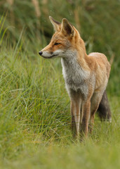 Naklejka na ściany i meble Juvenile Red fox in nature