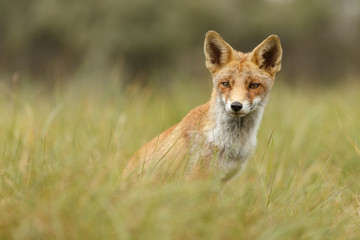 Juvenile Red fox in nature