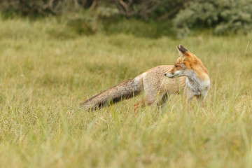 Juvenile Red fox in nature