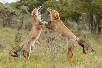 Juvenile red foxes having a argument in nature on a sunny day 