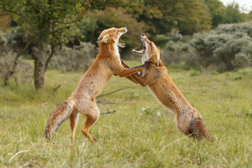 Juvenile red foxes having a argument in nature on a sunny day 