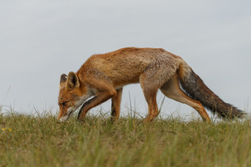 Juvenile Red fox in nature