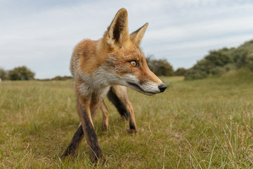 Juvenile Red fox in nature