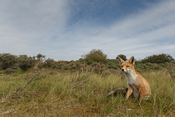 Juvenile Red fox in nature