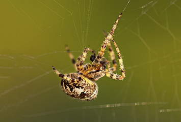 European Garden Spider or Cross Orb-Weaver Eating a Captured Fly