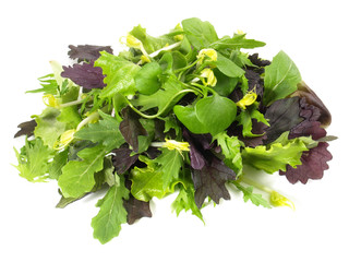 Pflücksalat - Blattsalat © ExQuisine