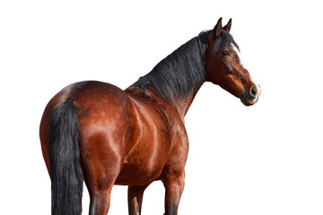 Portrait of a horse on a white background. - 170757383