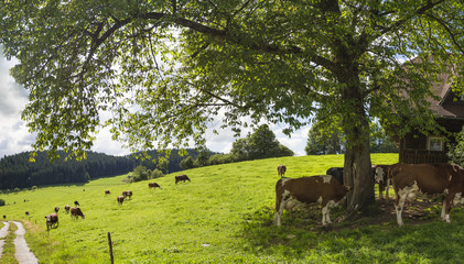 Cows grazing on a farm in germany