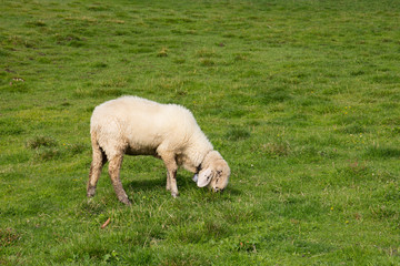 Obraz premium Pecora al pascolo