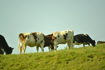 Kühe auf der Weide im Sommer