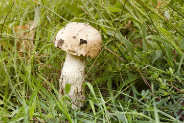 Little boletus on moss in forest