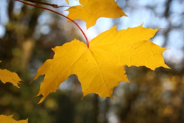 gelbes Herbstblatt am Baum