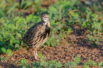 Rain Quail or Coturnix coromandelica, beautiful bird standing in meadow with green background.