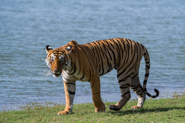 Tigress Arrowhead/T84 beside lake at Ranthambore National Park, India