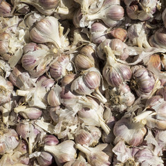 garlic full frame