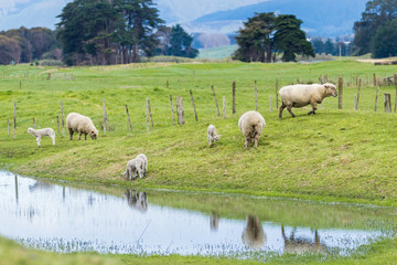 Obraz premium New Zealand Sheep and Lambs
