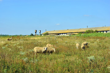 A herd of sheep grazing on a meadow near an old farm, autumn day Ukraine