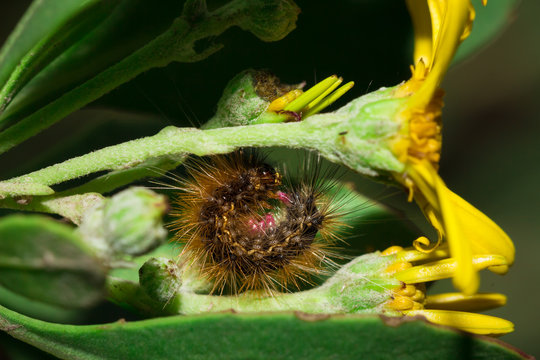 Brown Hairy (Tiger Moth) caterpillar eating a yellow flower, Cape Town, South Africa