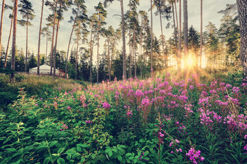 Dawn in the forest glade